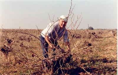 Alberto Muñoz Hidalgo, una institución en el arte de podar la viña en Lopera se jubila.