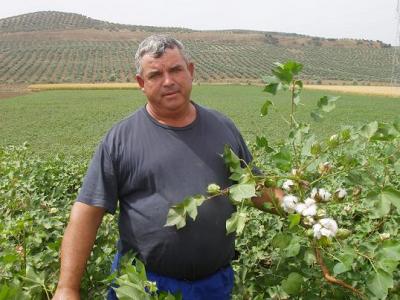 Francisco Valenzuela Palomo uno de los últimos agricultores loperanos que siguen produciendo algodón