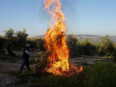 Una estampa costumbrista: la quema de ramón. Una labor agrícola venida a menos en Lopera