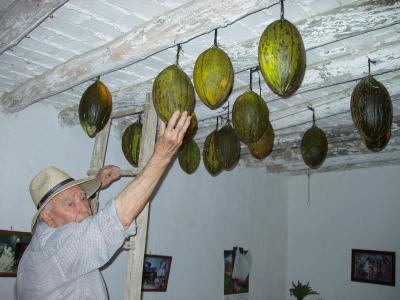 Sigue viva en Lopera la costumbre de colgar los melones en las vigas para el invierno
