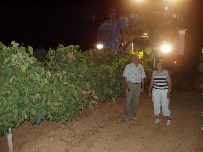 Bodegas Herruzo realiza la vendimia de uva tinta bajo la luz de la luna.