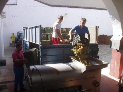 Finaliza la vendimia las Bodegas Herruzo con una producción de 40.000 kilos de la variedad Pedro Ximénez.