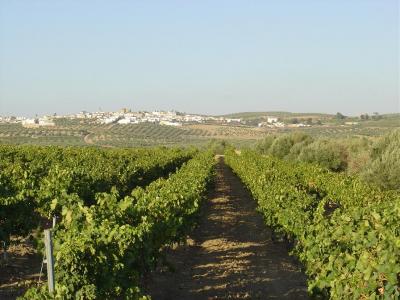 El paisaje de viñedo en el término municipal de Lopera ya es historia