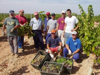 Comienza en Lopera la vendimia de uva blanca marcada por los altos rendimientos.