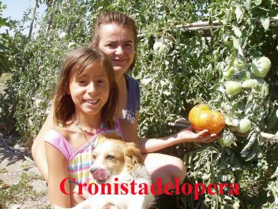 Tomates gigantes de más de un Kilo cosechados en un huerto familiar de Lopera