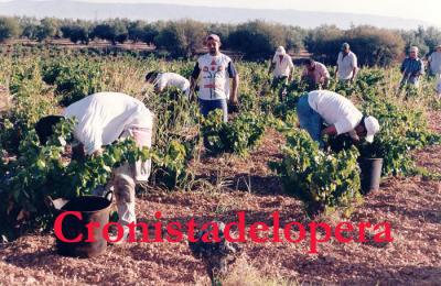 La corta manual de la uva blanca Pedro Ximénez en Lopera: Una tradición perdida