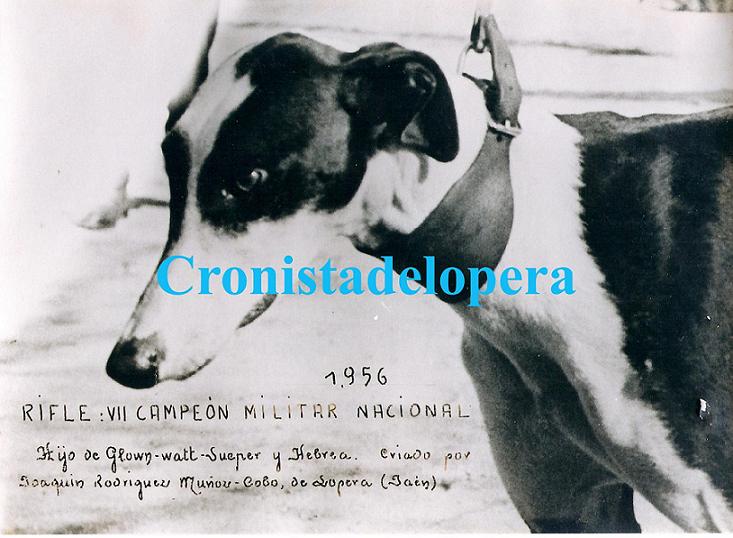 El Galgo Loperano Rifle VII Campeón Militar Nacional de Galgos en Campo en 1956