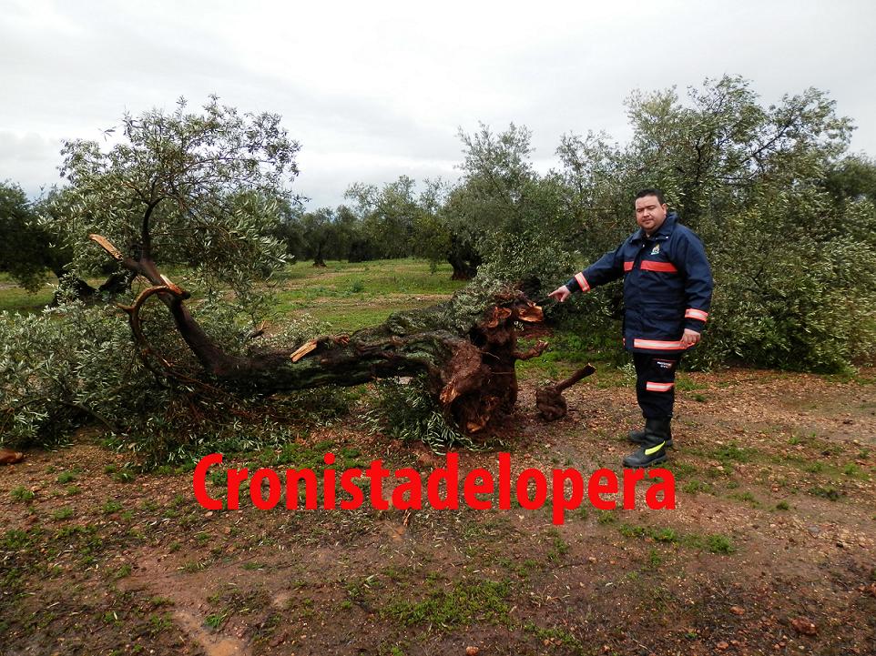 Un Tornado arranca de cuajo más de cien olivos entre los términos de Lopera y Arjona