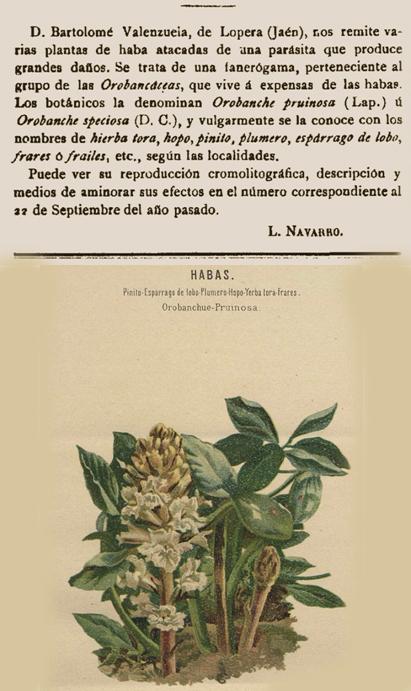 D. Bartolomé Valenzuela remite a la Revista El Progreso Agrícola y Pecuario varias plantas de habas atacadas de una plaga de hopo que invadió las plantaciones de habas de Lopera en 1902