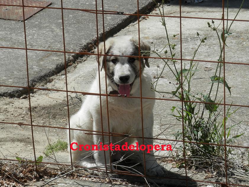 SOS Encuentran un cachorro de mastín en el Polígono Industrial de Lopera. Sus dueños se pueden poner en contacto con la Policía Local de Lopera en el 674739068