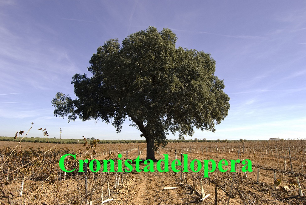 El último suspiro del pago de viñedo Las Cuarenta. Su venta a varios particulares por Bodegas Herruzo traerá consigo el arranque de su viñedo y la plantación de olivar.