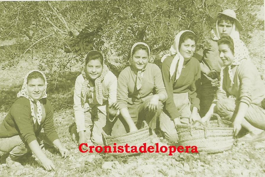 Grupo de Loperanas cogiendo aceituna en el Pago de Arellano. Año 1958. Elena Morales, Francisca Cuevas, Josefa Cuevas, Mercedes Cuevas, Carmen Morales.