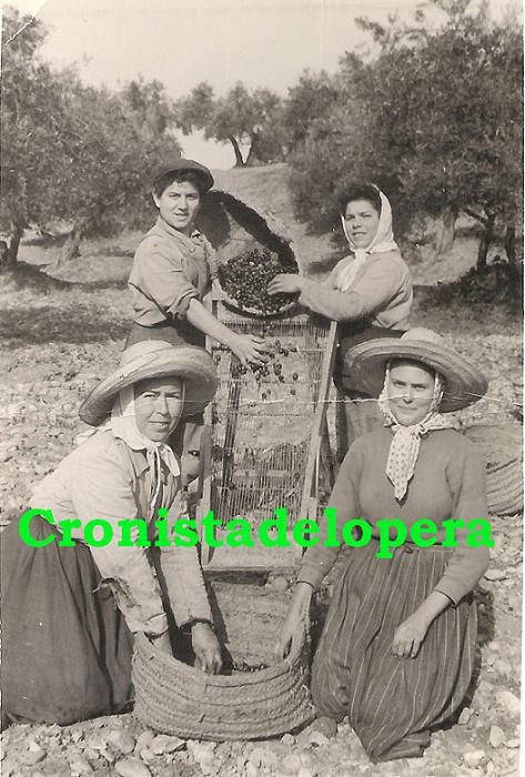 Grupo de loperanas limpiando aceituna en el Pago de Arellano. Año 1958. Elena Morales, Ana Garrido, Paca Lara y Teresa.
