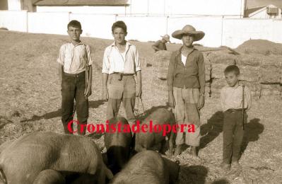 Loperanos guardando cerdos en las afueras de Lopera. Año 1963. Foto Antonio Chueco