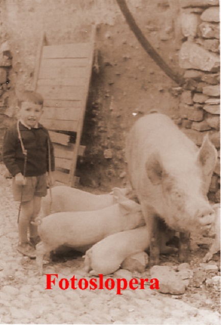 El niño Antonio Pérez Pedraza junto a una cerda amamantado a sus crías. Lopera 1964