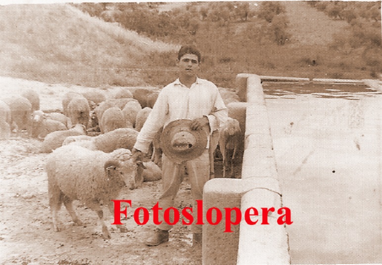 El loperano Agustín Sánchez Garrido con el rebaño de ovejas de Manuel Valenzuela en el Pilar Nuevo.