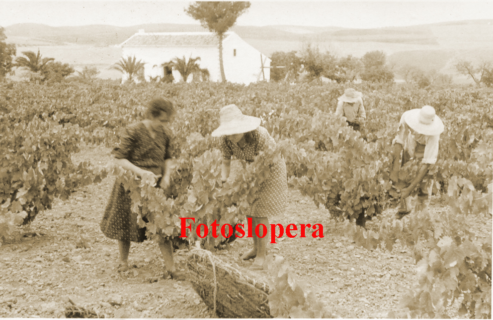 Grupo de loperanos vendimiando en la Viña Morente. Años 70