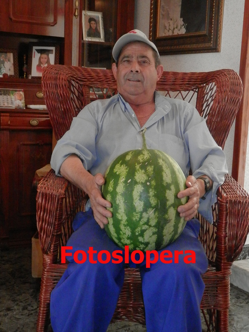 El Loperano Enrique Garrote Trapero cosecha una sandía de 16 kilos en su pequeño huerto en el Pago de los Llanos de Rojitas en el término municipal de Lopera.