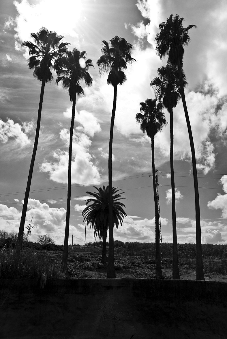 Mañana de nublado, bochorno y calor en Lopera. Damos los buenos días con esta instantánea de Marcos Corpas con el albercón y las palmeras de la Fábrica Cabrera.