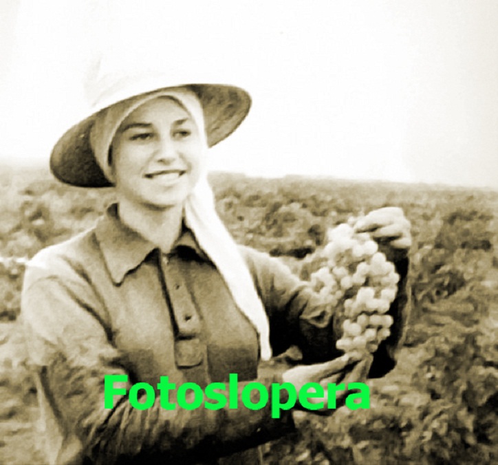 La Loperana María González vendimiando en Arenales de San Gregorio (La Mancha). Años 60. Foto gentileza de Isabel González