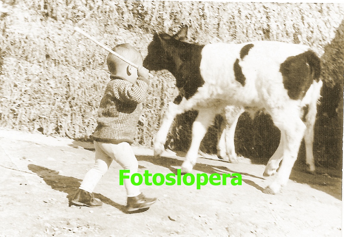 El niño Antonio Valenzuela Coca con apenas 2 años encerrando un becerro. Año 1969.