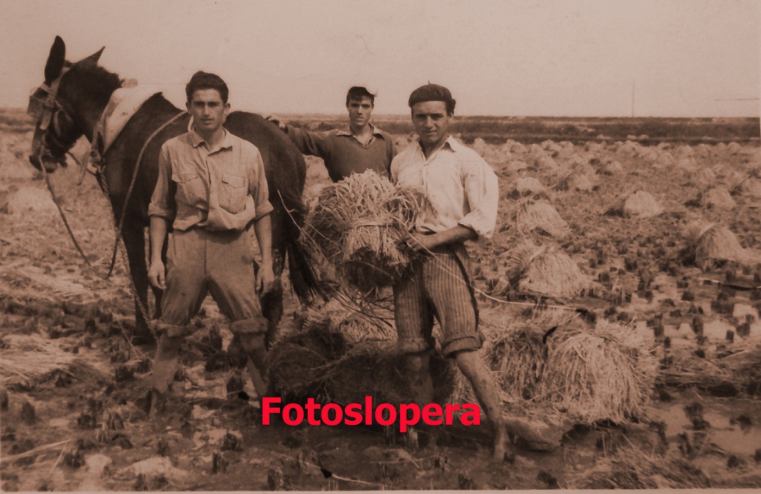 Los loperanos Antonio Aviño Herrador y Manuel Santiago Izquierdo, junto a otro trabajador recogiendo arroz en Las Cabezas de San Juan (Sevilla) año 1956.