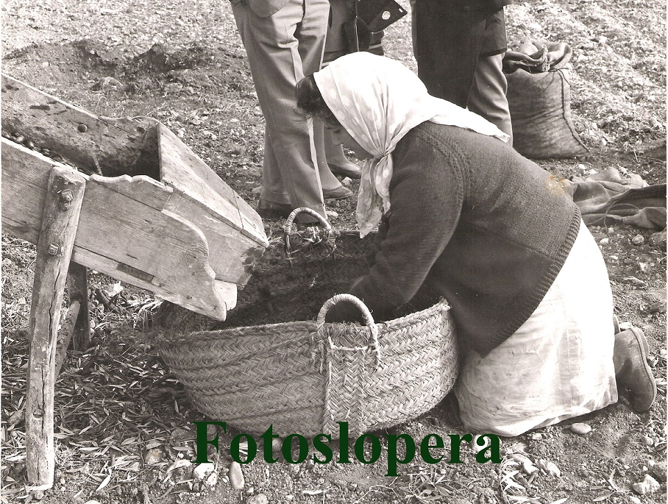 Recuerdo a las limpias que se utilizaban en la aceituna. En la foto la loperana Carmen Lara Partera limpiando aceituna en una limpia de madera y con un esportón de esparto. Año 1964.