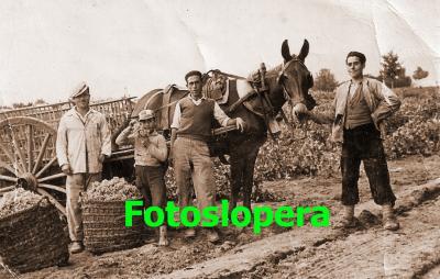 Grupo de loperanos vendimiando en Arenales de San Gregorio (Ciudad Real) Año 1954. Antonio Morales, Ángel Vela, Luis Gutiérrez y Pedro Vela con el mulo "Guerrero". Foto Diego Morales