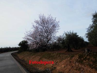 Paseo matinal por la Carretera vieja de Andújar (JV-2031) con los almendros en flor en los albores del mes de Febrero.