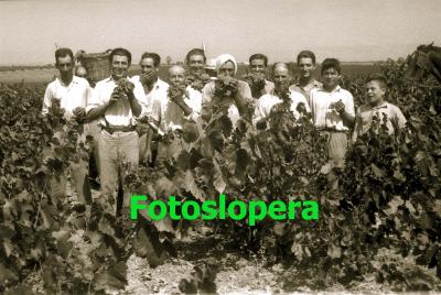 Un grupo de loperanos vendimiando en el Pago "Las Cuarenta" de las Bodegas de Herruzo. Año 1962