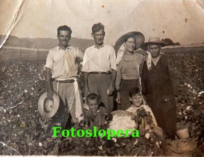 La Familia Morales Carrasco recogiendo algodón en la Vega de Lopera. Año 1957