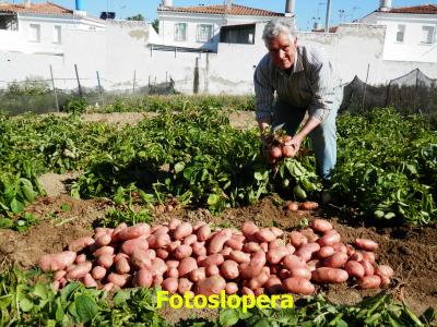Primera cosecha de patatas ecológicas, hoy hemos asistido a su recogida por el loperano  Francisco Sevilla Heredia para el "gasto" en las tierras de la Fundación Antonio Navarro a espaldas del barrio de los Pitufos de Lopera.