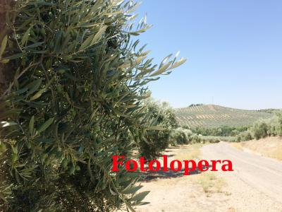 Estado actual de la aceituna en el Pago del Saetal propiedad del loperano Jere Palomo. Este año las lluvias de la primavera han mejorado el tamaño de la aceituna en comparación al año pasado.