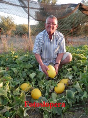 El loperano Antonio Pérez Melero mantiene viva la tradición de sembrar melones en Lopera. Este año en el pago de la Vega ha sembrado 200 matas de melones para "el gasto".