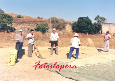 Grupo de loperanos ablentando garbanzos en la era Barajas. Julio de 1998. Manuel Martínez, Bartolomé Vallejo, Juan Huertas, Antonio Chueco y  Francisco Candelario