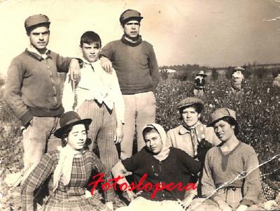 Grupo de loperanos cogiendo algodón en la Vega. Año 1967