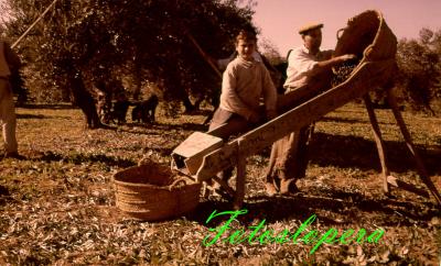 Estampa de la recogida de la aceituna en Lopera. El loperano Miguel Artero limpiando aceituna en el Pago de Vilches. Año 1966. Foto: Benito Artero.