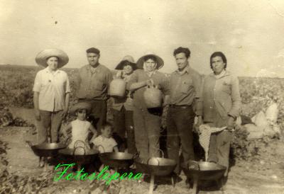 Grupo de Loperanos vendimiando en Socuellamos (La Mancha). Año 1971