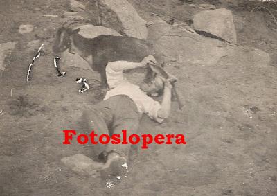 Loperano tomando leche de las ubre de una cabra en el Cortijo de Román. Año 1934