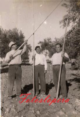Un grupo de loperanos en pleno tajo con sus varas en un receso de la recogida de la aceituna. Francisco Teruel, Manuel González y Luis Diaz.